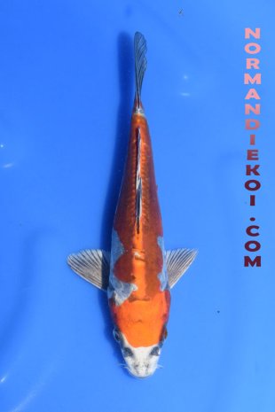 Beni Kikokuryu