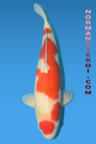 Kohaku
