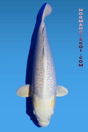Purachina