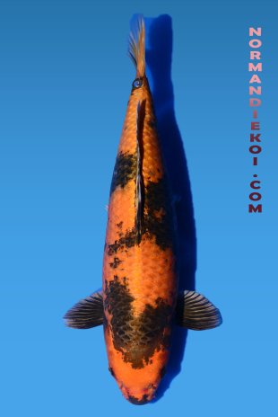 Kin ki utsuri