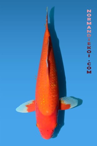 Benigoi Pearl