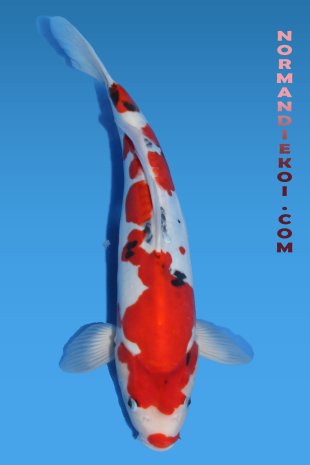 Doitsu showa ( nez rouge)