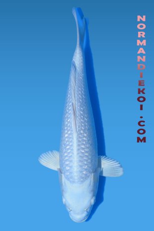 Purachina