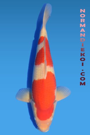 kohaku