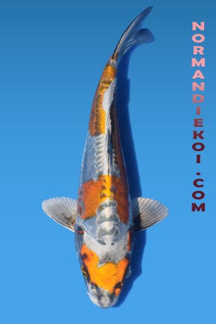Kin kikokuryu