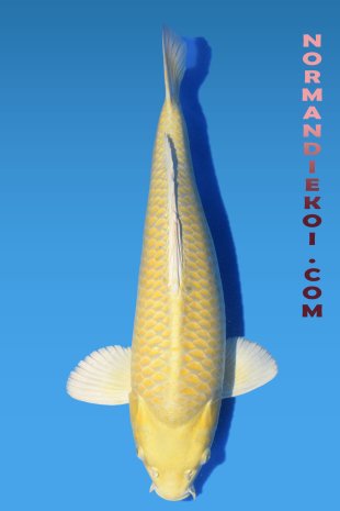 Yamabuki