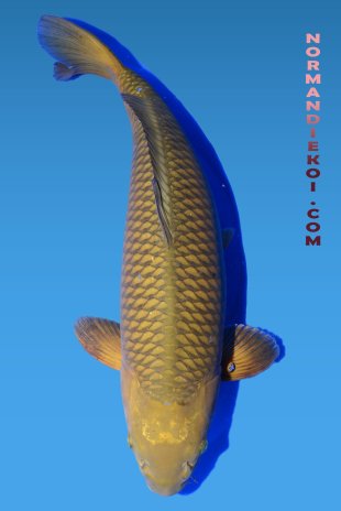 Chagoi