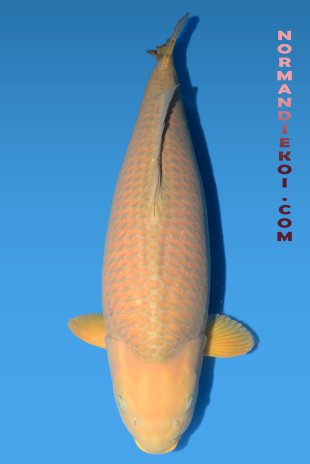 Chagoi 