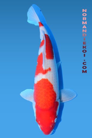 Kohaku