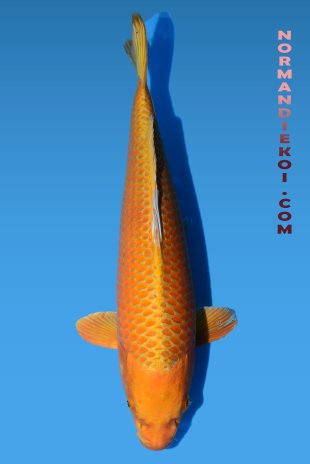 Orenji ogon