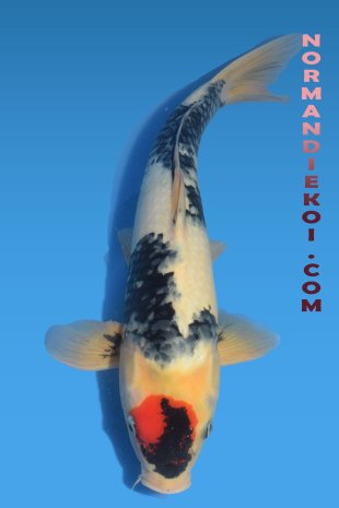 Tancho showa
