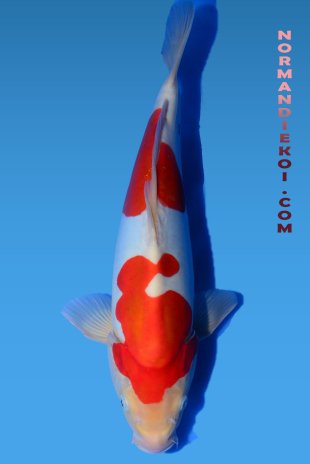 Doistu kohaku