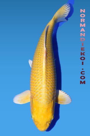 Yamabuki