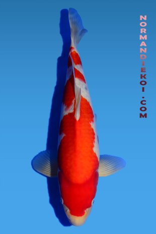 Kohaku