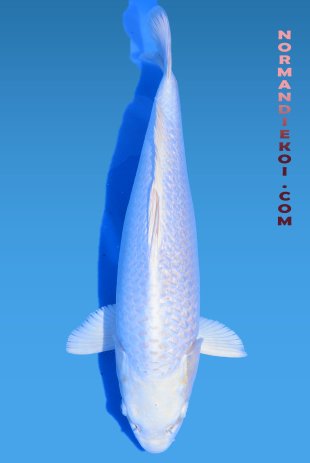 Purachina 