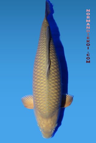 Chagoi