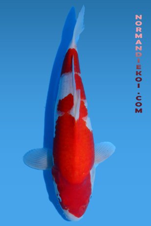 Kohaku