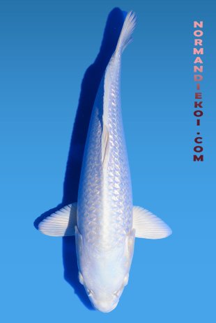 Purachina