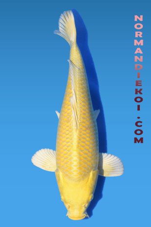 Yamabuki
