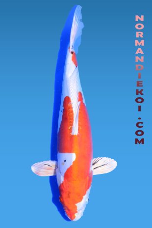 Yamatonishiki
