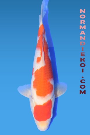 Kohaku