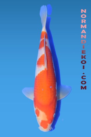 Kohaku