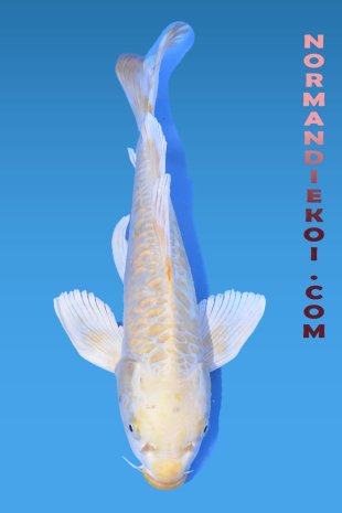 Doitsu aragoke yamabuki voile