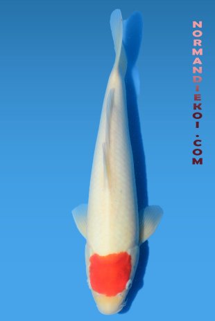 Tancho kohaku