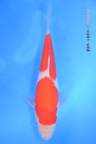 Kohaku