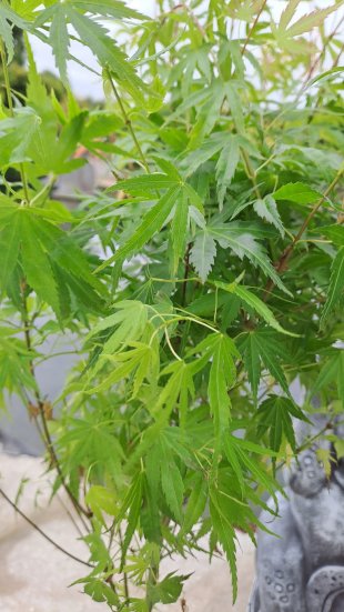 Acer palmatum 'Anne Irene®'