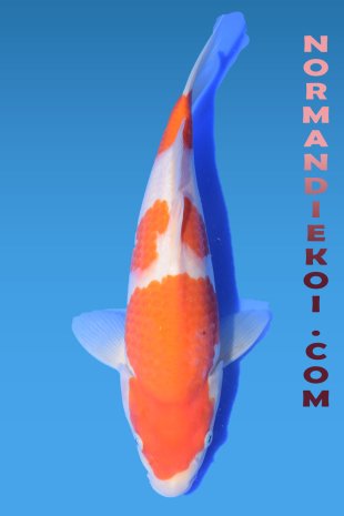 Kohaku