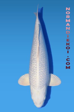 Purachina
