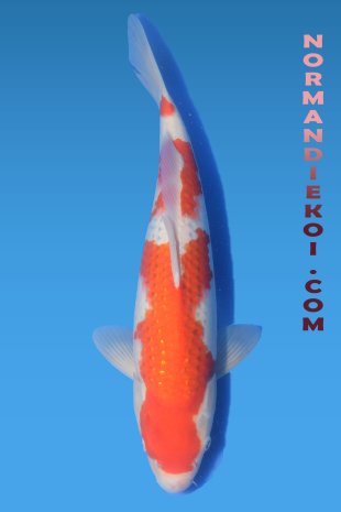 Kohaku