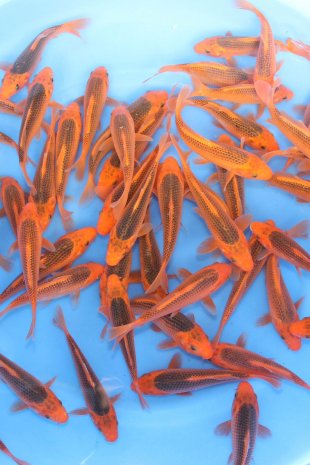 Aka matsuba / Marusei