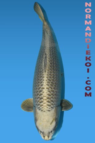 Kabuto
