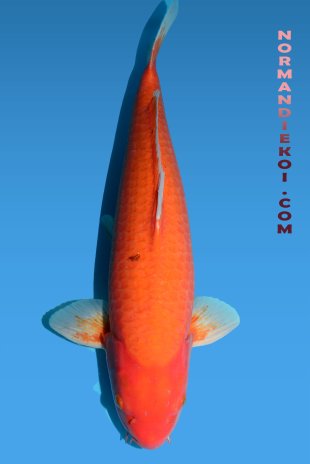 Orenji ogon
