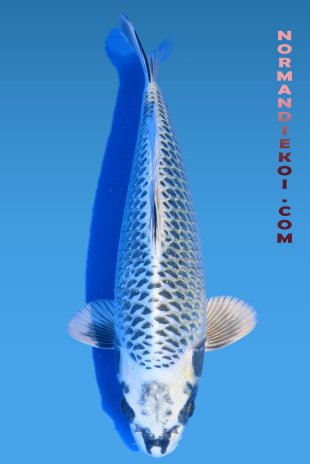 Kin matsuba 