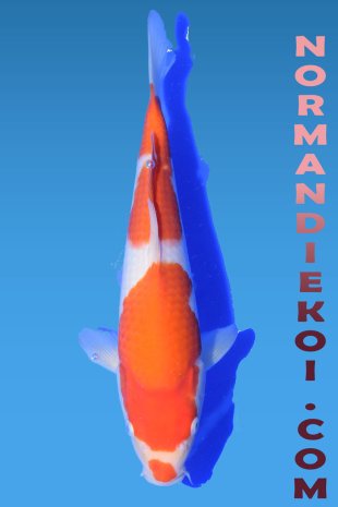 Kohaku