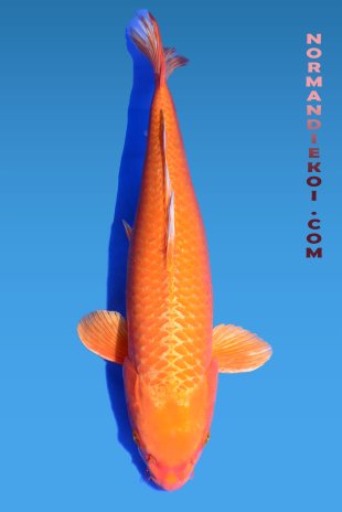 Orengi ogon