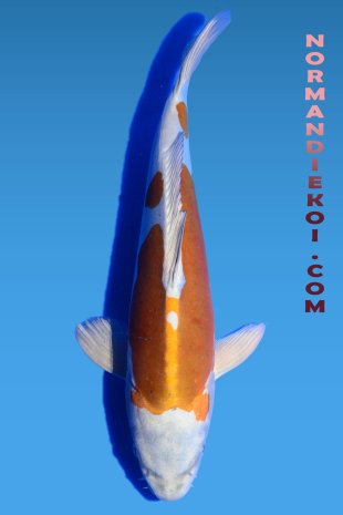 Kogane ochiba shigure