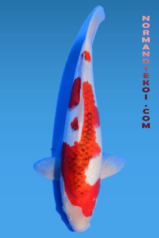 Goromo