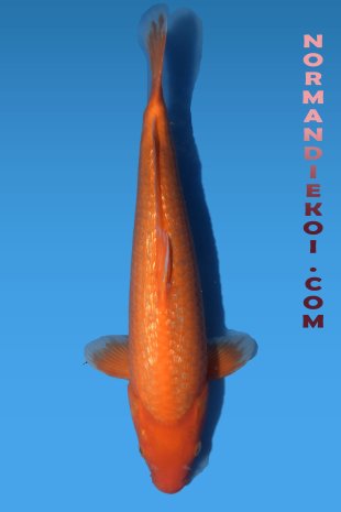 Red karashigoi