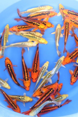 Mizuho Ogon, Ki Mizuho  / Marusei