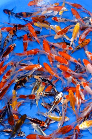 Tosai voile  Mix / Suda