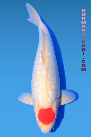 Ginrin tancho Kohaku