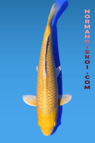 Yamabuki
