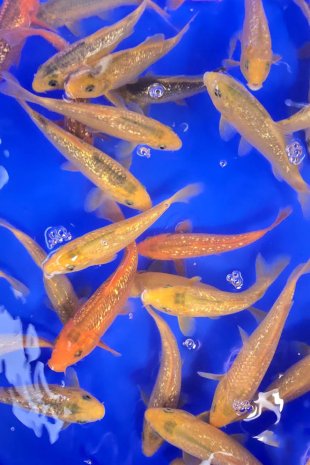 Golden corn / Taniguchi