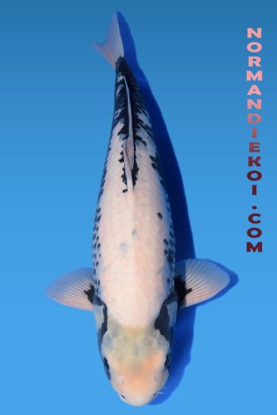 Matsubakawabake