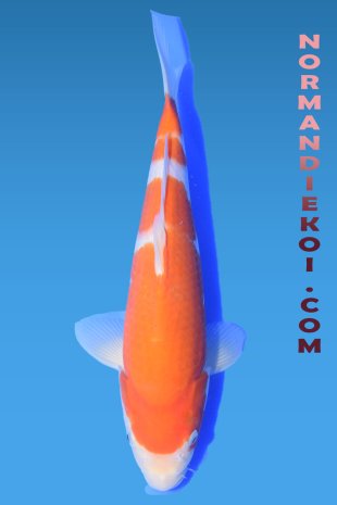Kohaku