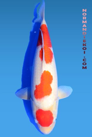 Kohaku